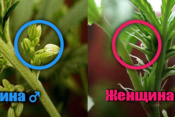 Кракен работает