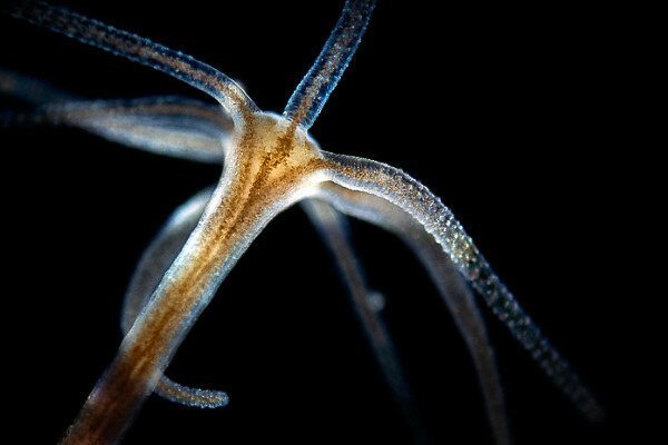 Kraken ссылка для тору